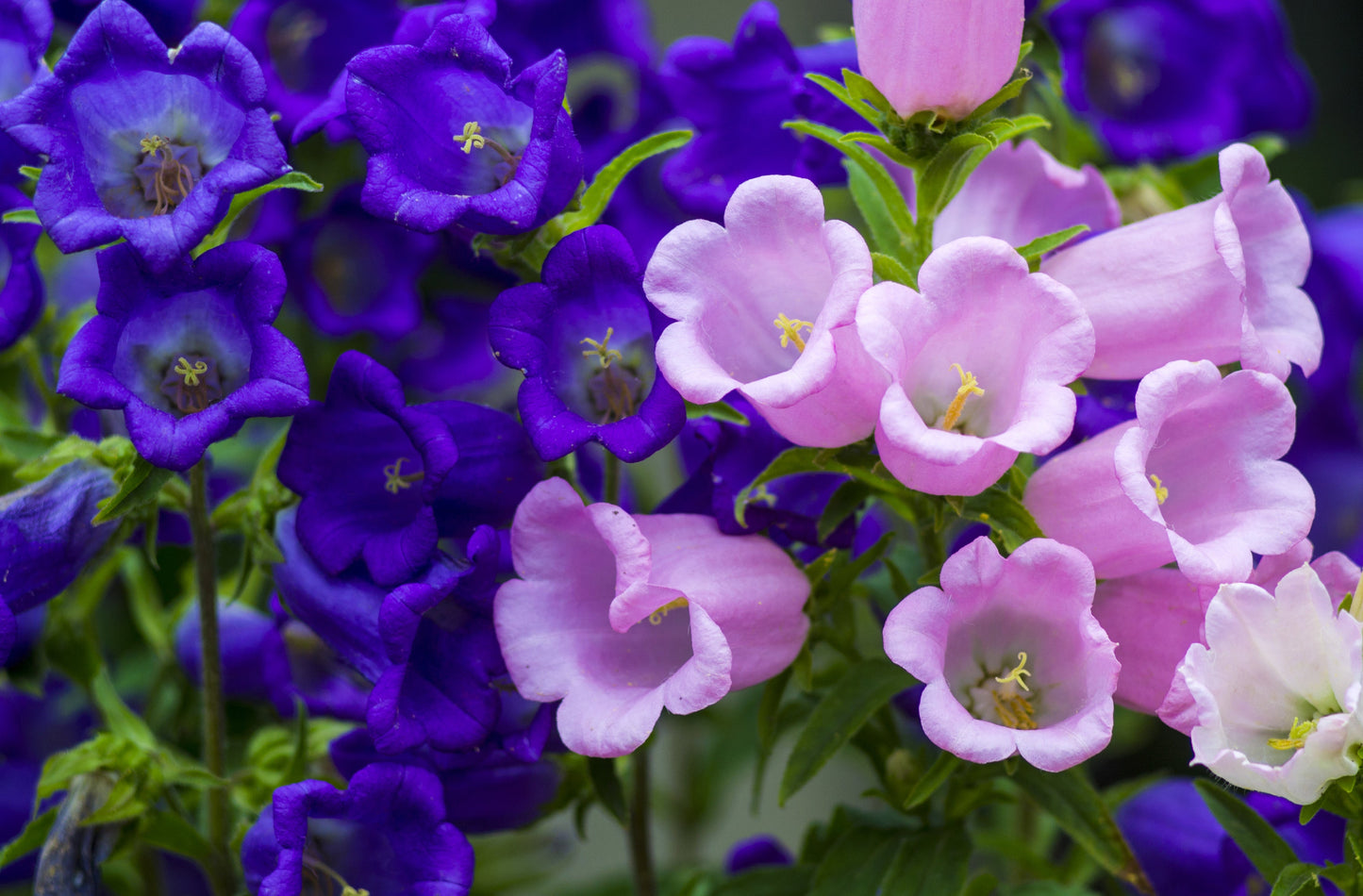 150 Mixed Colors CUP & SAUCER (Canterbury Bells) Campanula Medium Flower Seeds