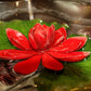 5 BOWL LOTUS Mixed Colors Dwarf Nelumbo Nucifera Aquatic Flower Seeds
