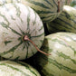 50 DIXIE QUEEN WATERMELON White & Red Citrullus Lanatus Melon Fruit Vine Seeds
