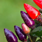 50 Variegated PURPLE TIGER PEPPER Trifetti Tricolor Capsicum Annuum Medium Hot Vegetable Seeds