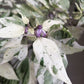 50 Variegated PURPLE TIGER PEPPER Trifetti Tricolor Capsicum Annuum Medium Hot Vegetable Seeds