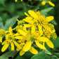250 Wingstem / YELLOW IRONWEED Verbesina Alternifolia Flower Seeds