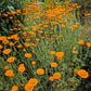 250 ORANGE MARGUERITE DAISY Anthemis Sancti-Johannis Cota Tinctoria St. John's Chamomile Dyer's Herb Paris Daisy Flower Seeds