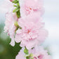 50 Dwarf Double HOLLYHOCK MAJORETTE MIX Alcea Rosea Red Pink White Maroon Yellow Mixed Color Flower Seeds