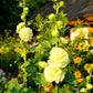 50 Dwarf Double HOLLYHOCK MAJORETTE MIX Alcea Rosea Red Pink White Maroon Yellow Mixed Color Flower Seeds