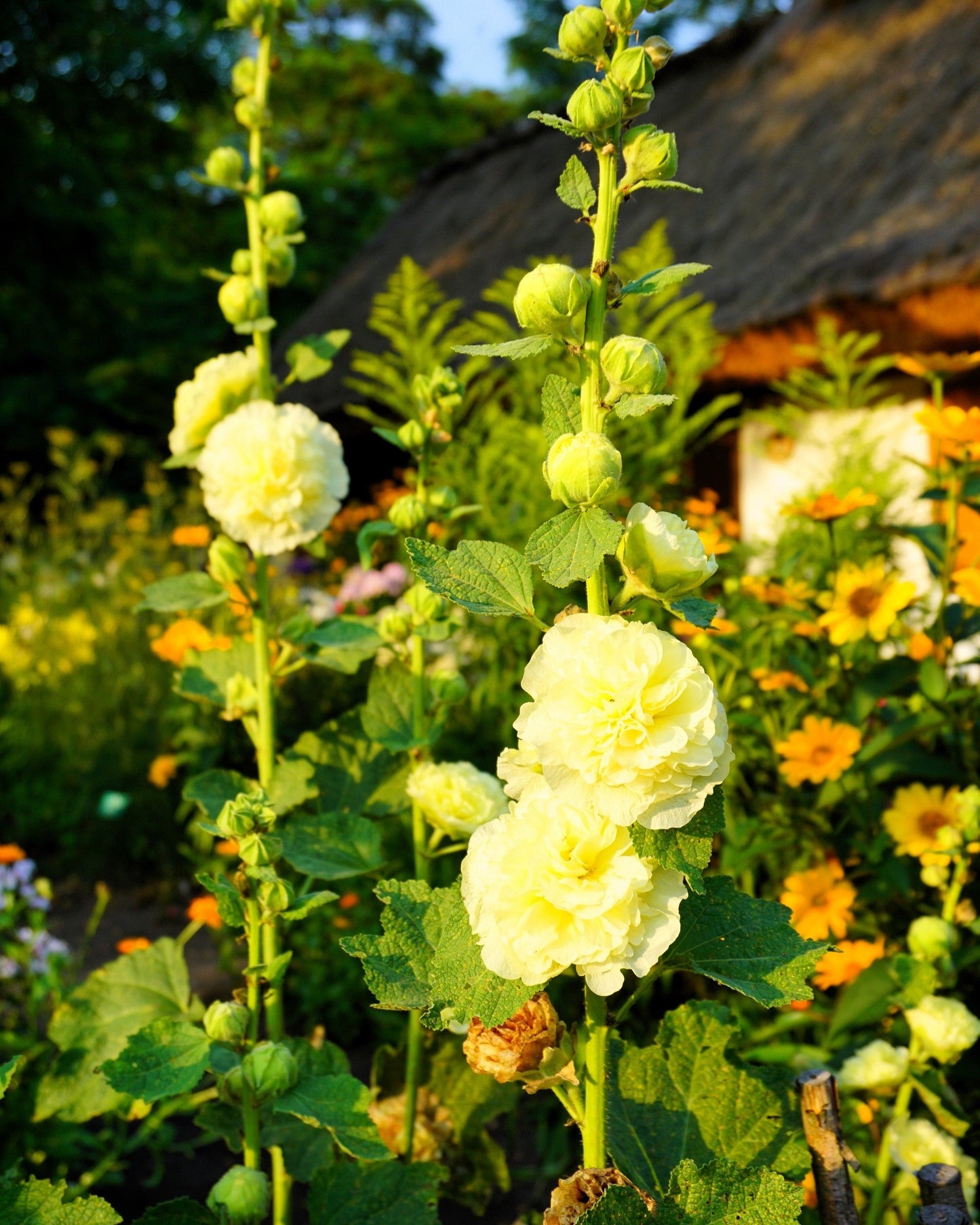 50 Dwarf Double HOLLYHOCK MAJORETTE MIX Alcea Rosea Red Pink White Maroon Yellow Mixed Color Flower Seeds