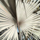 5 SILVER SAW PALMETTO Serenoa Repens American Dwarf Palm Tree Shrub Edible Fruit Sun or Shade Seeds