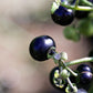 100 GARDEN HUCKLEBERRY (Ground Cherry) Solanum Melanocerasum Berry Fruit Bush Seeds