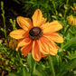 250 Dwarf MARMALADE RUDBECKIA Hirta Golden Orange Black Eyed Susan Gloriosa Daisy Flower Seeds