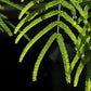 20 FEATHER TREE Fern of the Desert Feather Bush Lysiloma Thornberi Watsonii White Flower Shrub Seeds