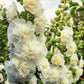 50 Dwarf Double HOLLYHOCK MAJORETTE MIX Alcea Rosea Red Pink White Maroon Yellow Mixed Color Flower Seeds