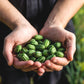 10 CUCAMELON Melothria Scabra Mouse Melon Mexican Gherkin Mini Watermelon Cucumber Fruit Vine Seeds
