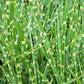 10 ZEBRA GRASS Variegated Maiden Grass Miscanthus Sinensis Zebrinus aka Chinese or Japanese Silver Grass / Plume Grass / Eulalia Seeds