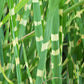 10 ZEBRA GRASS Variegated Maiden Grass Miscanthus Sinensis Zebrinus aka Chinese or Japanese Silver Grass / Plume Grass / Eulalia Seeds