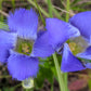 200 FRINGED GENTIAN Gentiana Crinita Gentianopsis Native Herb Blue Purple Flower Seeds