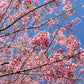 5 HIMALAYAN CHERRY Prunus Cerasoides Pink Flowers Red Fruit Tree Seeds