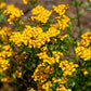 300 MEXICAN Mint MARIGOLD Spanish Tarragon Tagetes Lucida Flower Herb Seeds