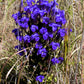 200 FRINGED GENTIAN Gentiana Crinita Gentianopsis Native Herb Blue Purple Flower Seeds