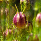 50 RED POD NIGELLA Damascena Love In A Mist aka Black Pod White Flower Seeds