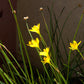 10 YELLOW EYED GRASS Ornamental Sisyrinchium Californicum Flower Seeds
