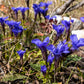 200 FRINGED GENTIAN Gentiana Crinita Gentianopsis Native Herb Blue Purple Flower Seeds
