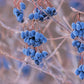 20 NANNYBERRY SWEET VIBURNUM Lentago Shrub Tree Blue Black Berry Fruit White Flower Seeds