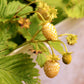 100 YELLOW WONDER STRAWBERRY Everbearing Heirloom Alpine Fragaria Vesca Yellow Berry Fruit Seeds