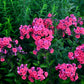 100 BRILLIANT PHLOX Drummondii Two Tone Pink Flower Seeds
