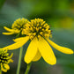 250 Wingstem / YELLOW IRONWEED Verbesina Alternifolia Flower Seeds