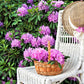 40 CAROLINA RHODODENDRON Carolinianum Dwarf Azalea Pink Purple Flower Shrub Seeds