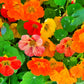 50 Mixed Colors DWARF JEWEL NASTURTIUM Tropaeolum Minus Flower Seeds