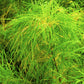 10 MEXICAN WEEPING BAMBOO Otatea Acuminata Rare Seeds