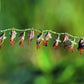 100 MESQUITE / SIDEOATS GRASS Ornamental Bouteloua Curtipendula Seeds