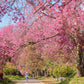 5 HIMALAYAN CHERRY Prunus Cerasoides Pink Flowers Red Fruit Tree Seeds