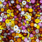 100 TALL Double MIXED Colors STRAWFLOWER Xerochrysum Bracteatum Helichrysum Monstrosum Flower Seeds