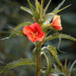 10 SUNSET BOULEVARD PRIMROSE Orange Evening Oenothera Versicolor Sundrops Flower Seeds