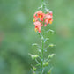 50 Shell PINK MASK FLOWER Alonsoa Meridionalis Flower Seeds