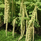 150 AMARANTHUS GREEN TAILS Amaranthus Caudatus Flower Seeds