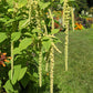 150 AMARANTHUS GREEN TAILS Amaranthus Caudatus Flower Seeds