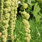 150 AMARANTHUS GREEN TAILS Amaranthus Caudatus Flower Seeds