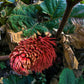 10 GUNNERA INSIGNIS Giant Rhubarb (Leaves up to 6' Wide, Red Flower Spikes to 3') Dinosaur Plant Seeds