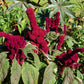 100 Organic ELEPHANT HEAD AMARANTHUS Amaranthus Gangeticus Burgundy Red Flower Seeds