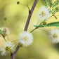 20 FEATHER TREE Fern of the Desert Feather Bush Lysiloma Thornberi Watsonii White Flower Shrub Seeds