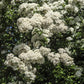 50 White CHINESE SPIREA Spiraea Chinensis Meadowsweet Flower Bush Shrub Seeds