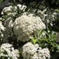 50 White CHINESE SPIREA Spiraea Chinensis Meadowsweet Flower Bush Shrub Seeds