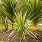 25 BLUE DRACAENA ( Spikes / Broad Leaved Cabbage Tree / Mountain Cabbage ) Cordyline Indivisa Flower Seeds