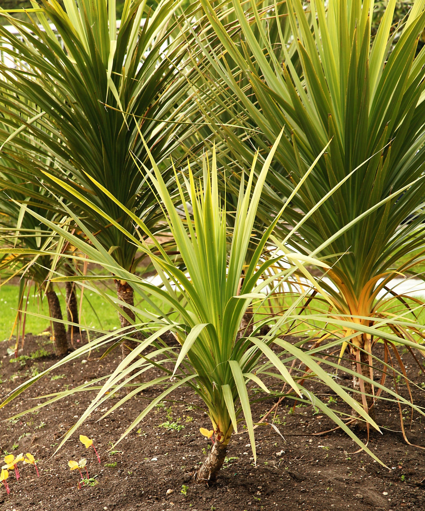 25 BLUE DRACAENA ( Spikes / Broad Leaved Cabbage Tree / Mountain Cabbage ) Cordyline Indivisa Flower Seeds