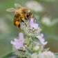 400 HAIRY MOUNTAIN MINT Pycnanthemum Pilosum Herb Flower Seeds
