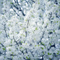5 AMERICAN PLUM Prunus Americana Red Purple Fruit White Flower Shrub Tree Seeds