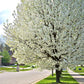 5 AMERICAN PLUM Prunus Americana Red Purple Fruit White Flower Shrub Tree Seeds